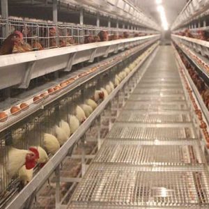 Breeder Chicken Cage
