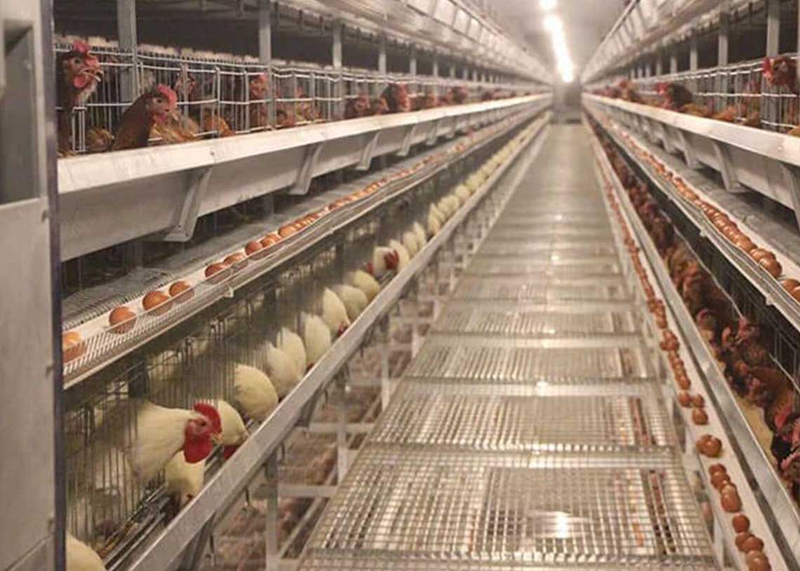 Breeder Chicken Cage