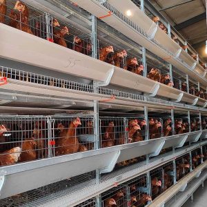 H Type Layer Chicken Cage