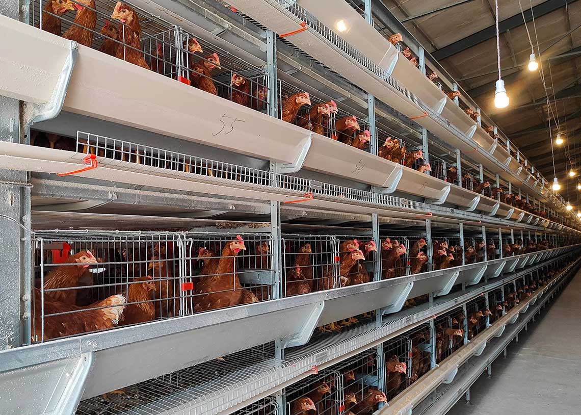 H Type Layer Chicken Cage