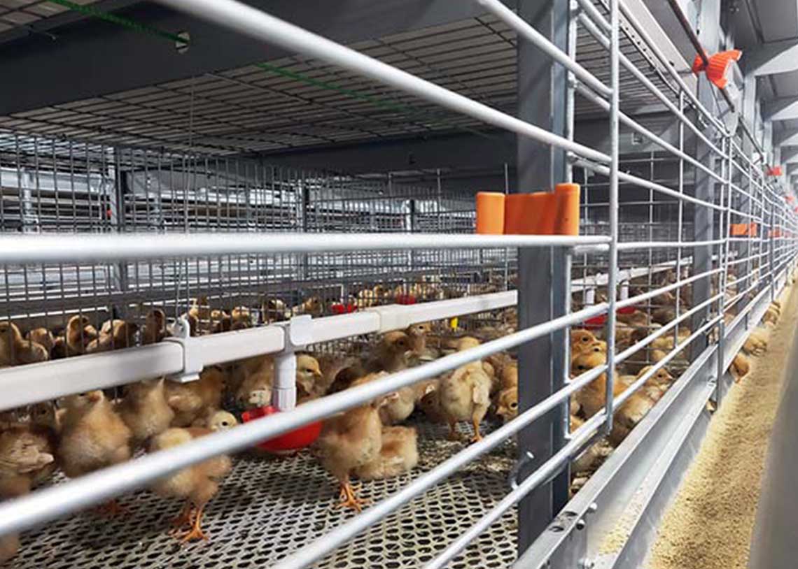 Pullet Chicken Cage